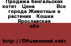 Продажа бенгальских котят › Цена ­ 20 000 - Все города Животные и растения » Кошки   . Ярославская обл.